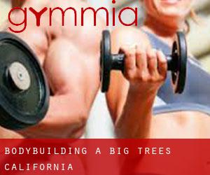 BodyBuilding a Big Trees (California)