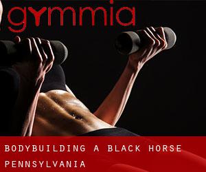 BodyBuilding a Black Horse (Pennsylvania)